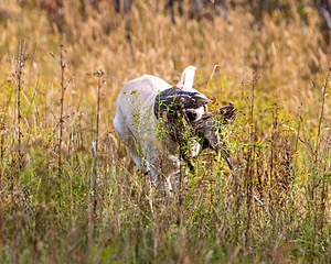 Meadowmere's Annisquam JH WC CGC (Annie)