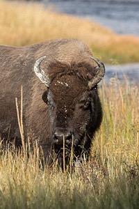 Yellowstone National Park