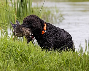 Ghillie Kezer