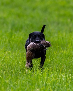 20170603-SHRL-1206.jpg