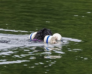 Boaty Bellicose