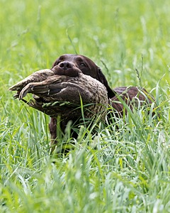 20160604-SEAL-1207.jpg