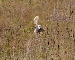 Sedge Houston