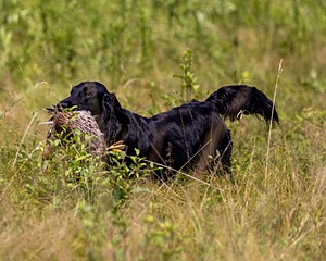 Ziva