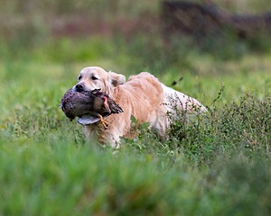 Ghillie Deresienska