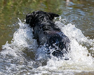Splash
