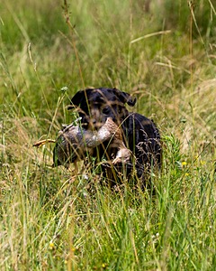 Scout