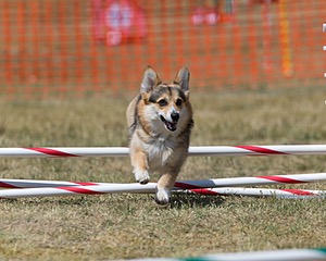 20150614-CCKC-1842.jpg