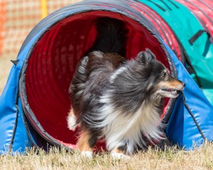 20160619-CCKC-0486.jpg