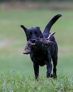 Piper