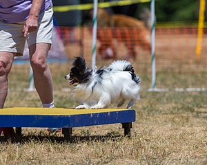 20160619-CCKC-1126.jpg