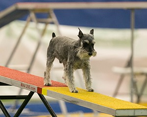 Brio Gustafson
