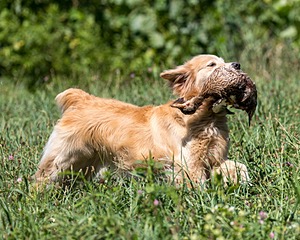 Piper Stremlau