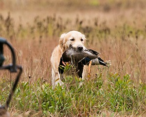 Ghillie