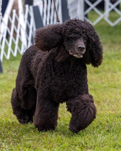 20 - GCHS CH POOLE'S IDE SAY NO MORE OHS CD RE JH DS (Simone)