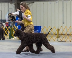 16 - GCH EPIK'S IN OMNIA PARATUS CGC ATT BCAT (Myna)