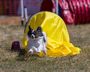 20160618-CCKC-0546.jpg