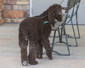 Darcy