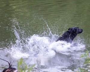 Ziva Jefferson