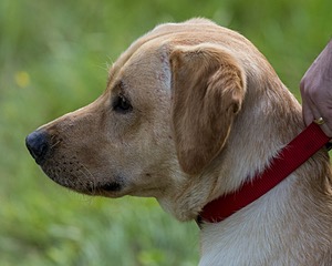 Mako Hanson