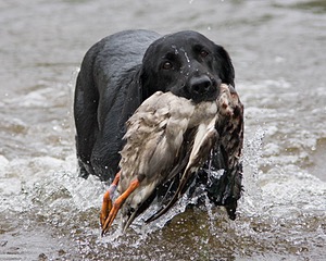 20080531-HRW-0589.jpg