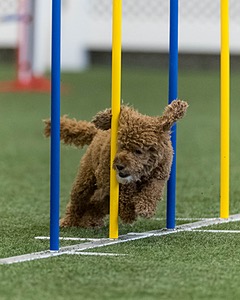 Champ Soccodato