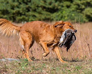 West Juckett