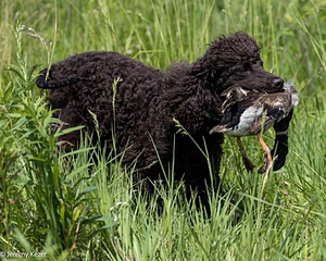 Ghillie Kezer