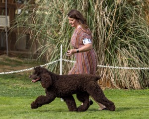 11 - GCH CH BREKKON'S FIRST MARK BN RN CGC TKN