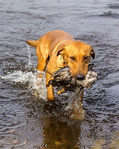 Gauge Kilby