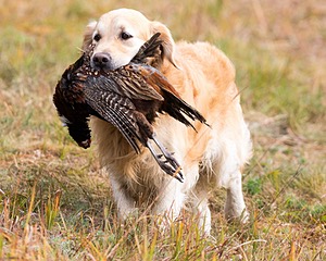 Ghillie