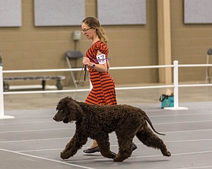 17 - Ballyhoo’s V Finnegan Mcneill BN FDC CA BCAT DS DJ CGCA TKN VHMA JH JHU WD