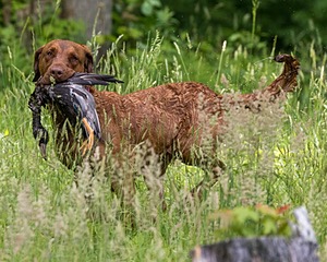 20170603-SHRW-1850.jpg