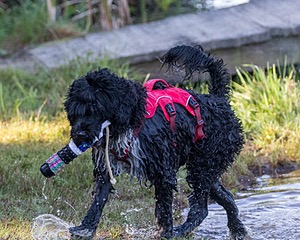 Gabi