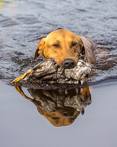 Gauge Kilby