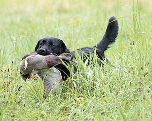 Ranger schuko