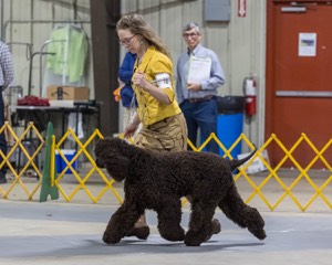 16 - GCH EPIK'S IN OMNIA PARATUS CGC ATT BCAT (Myna)