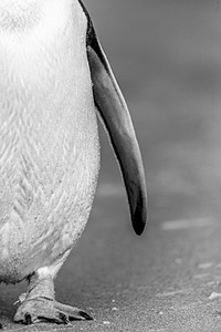 Gentoo Penguin, Sea Lion Island, The Falklands