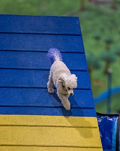 Bolt Kearney