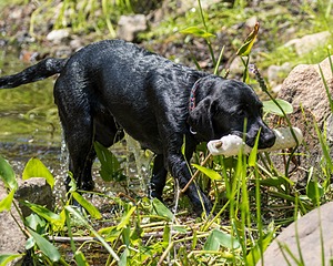 Josie
