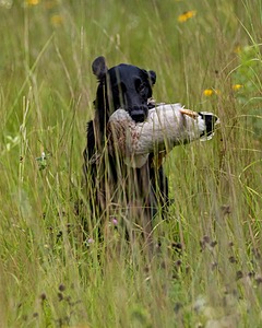 Ziva Millikin