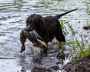 Ghillie Kezer