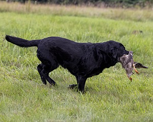 Pemi