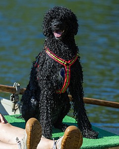 Ziva Hyres