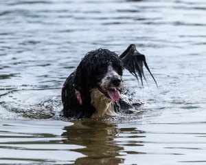 Zora Schaub