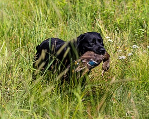 Scout