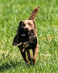 Hudson Pappler