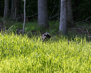 Ranger Schuko