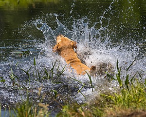 Trout Cosgrove