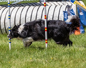 20170520-NEAT-1606.jpg